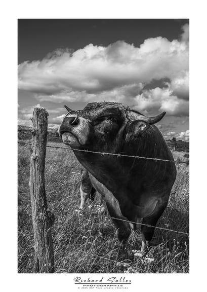 Taureau Aubrac Précieux