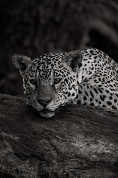 a leopard resting on a log log in the wild