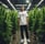 A man stands in a room filled with cannabis plants, dressed in a white T-shirt with a graphic design and text 'Crystalweed High Quality CBD'. The environment appears to be an indoor cultivation area with artificial lighting and reflective surfaces.