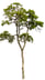 a single tree 