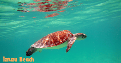 Caretta Caretta Turtles at İztuzu Beach