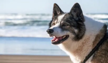 Best Dog-Friendly Rentals Anna Maria Island