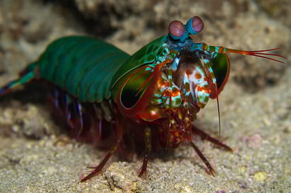 Camarão Mantis (Odontodactylus scyllarus)