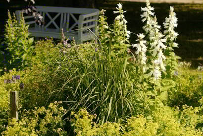 Espace végétalisé avec fougères, digitales et petite pergola blanche