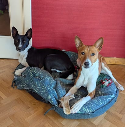 dog walking, dog sitting, vétérinaire, toiletteur, bruxelles
