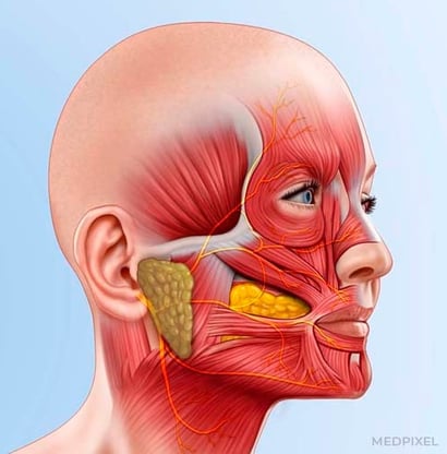 ilustracao medica anatomia humana