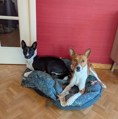 Dog sitting Brussels