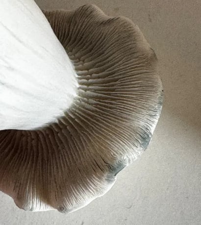 le dessous d'une mutation unique de Psilocybe cubensis, capturant les détails fascinants des lamelles