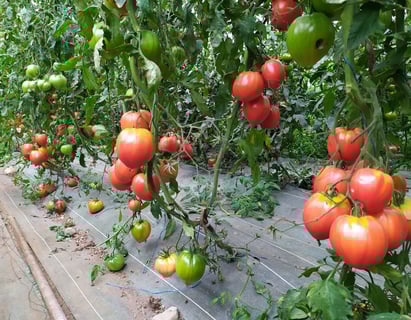 Tomates bio