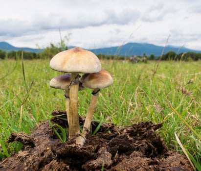 Cogumelos Mágicos nascido na bosta de vaca em um pasto