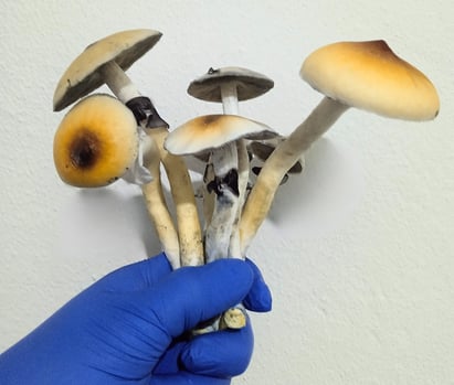 Cogumelos Mágicos recém colhidos