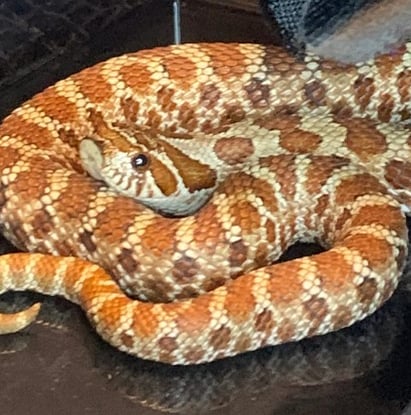 Red line influence western hognose