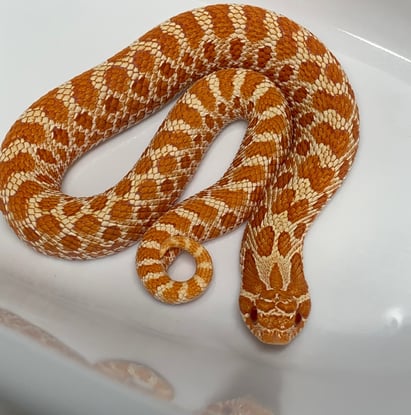 Beautiful dark orange Albino Hognose