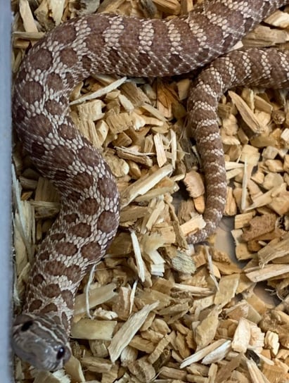 Lavender western hognose looking up