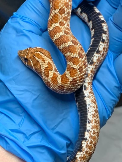 Red/purple line Hognose