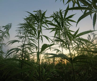 a field of hemp leaves and a sunset