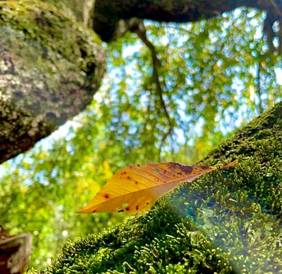 Close up of an orange leaf resting gently on a tree branch, captured in soft natural light on homepage of Jade's Vision Blog