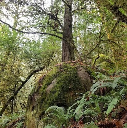 Powers OR - Elk Creek Falls trail & Big Tree Trail for world's largest Cedar
