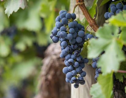 Vineyard and grapevines in Santa Ynez, CA – premium wine country real estate with mortgage solutions