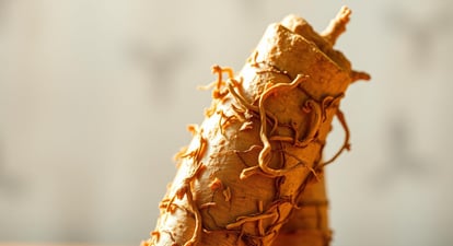 A close-up shot of a vibrant, fresh licorice root against a soft, blurred background.