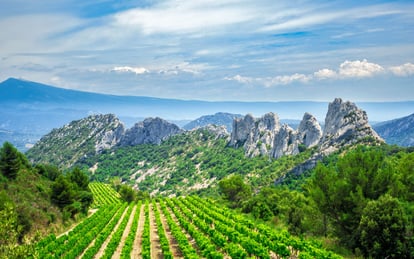 Vineyard in Cotes du Rhone Montmirail