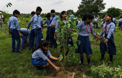 Best tree plantation agency