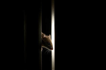 Souris Rat à Bruges
