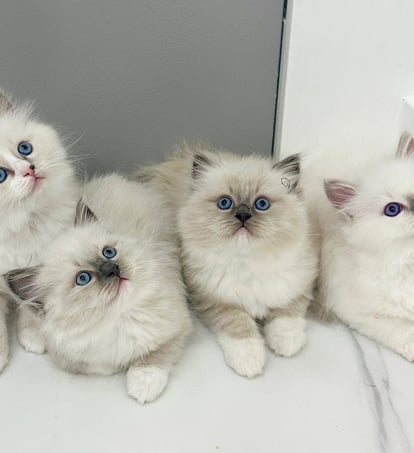 Ragdoll Litter