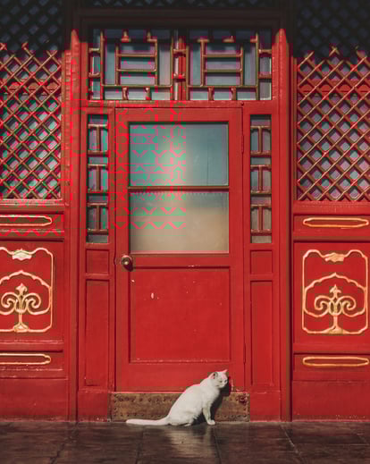White cat sitting in front of a red ornate door symbolizing bold creative ideas at Braske Agency