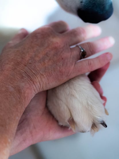 médiation animale, médiation canine