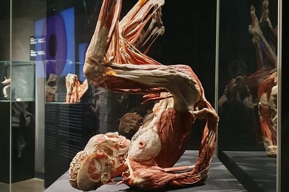 Photo d'une des pièces de l'exposition de Gunther Von Hagen