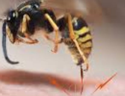 Bee Stings Benefits