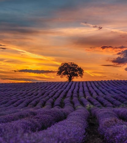 a lone tree in a field of lavender flowers