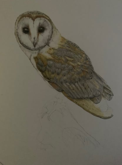 Owl portrait