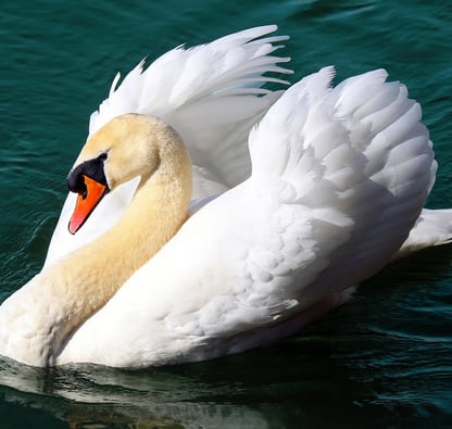 Image of Swan to symbolise Swan Song Journey