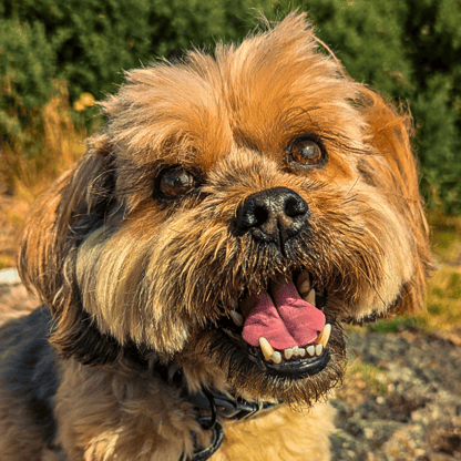 Freddie enjoying a sunny walk in Edinburgh