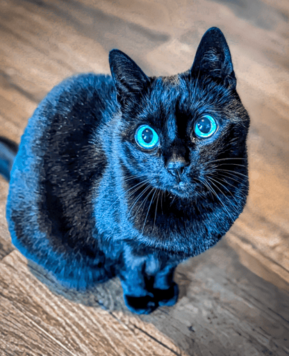 Basti enjoying the attention during a cat sit in Edinburgh