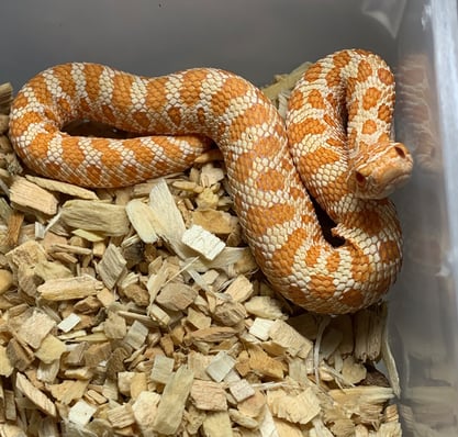 Bubblegum the Albino Hognose