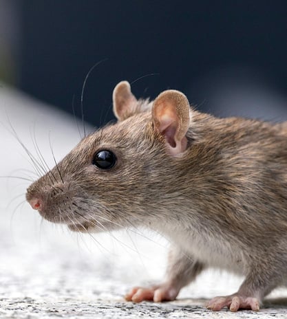 rat noir en gros plan