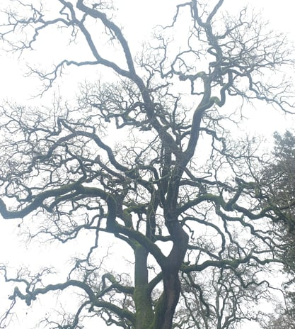 twisty bare branches of an oak tree in fog