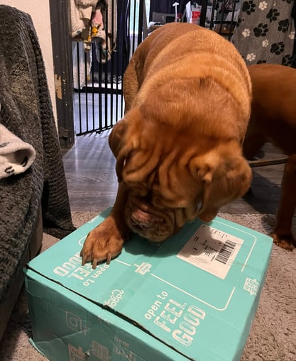 Lilou the Dogue de Bordeaux sniffing the Edgard & Cooper box with interest