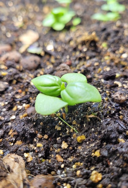 Micro pousse de basilic sur substrat minéral, symbole d'avcenir botanique et d'expansion variétale