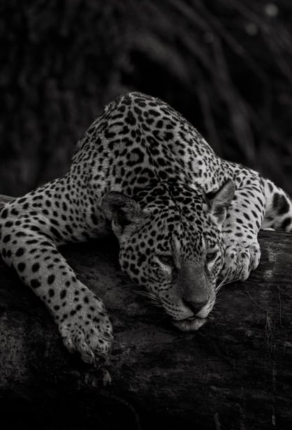 a leopard laying on a log log in the woods