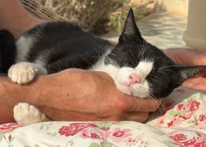Luna wurde gerettet und sucht ein Für-Immer-Zuhause, Adoption-sofort Ausreise-Ausreiseprotokoll