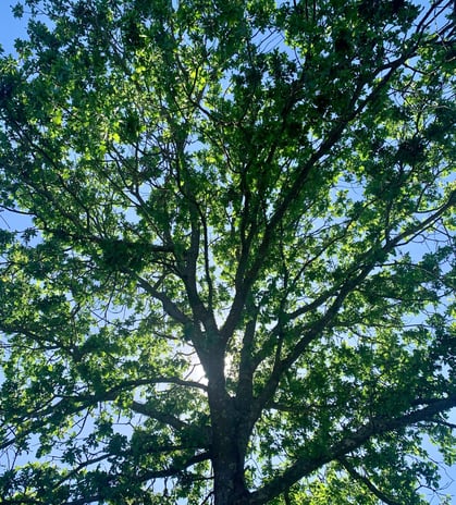 green leafy oak tree against a blue sky with sun shinging behind trunk