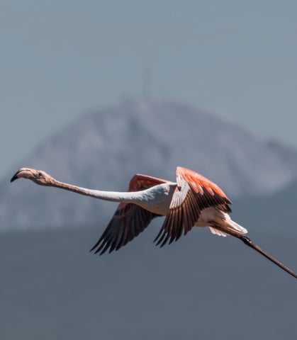 gaea gardens studios - birdwatching in Lesvos - a flamingo 