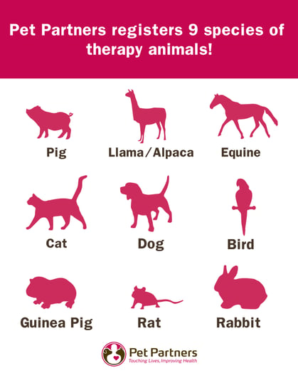 Pet Partners chart showing the nine species of animals that can be registered for therapy visits.