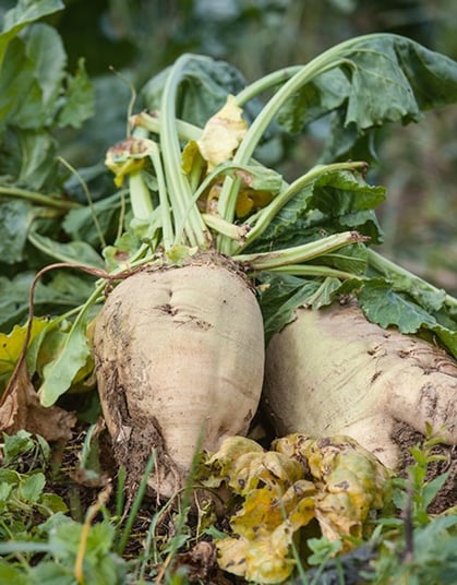 Şəkər çuğunduru