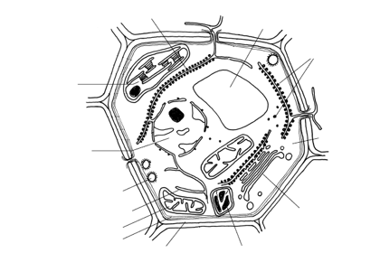 Cellule végétale - structure
