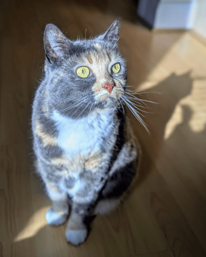 Kuki enjoying the sunny spot during a cat sit in Edinburgh